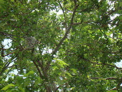 Platanus × hispanica