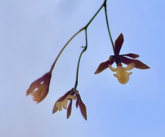 Prosthechea concolor