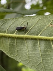 Leptoceletes basalis