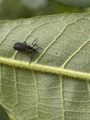 Leptoceletes basalis