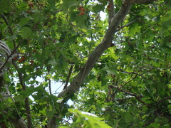 Platanus × hispanica