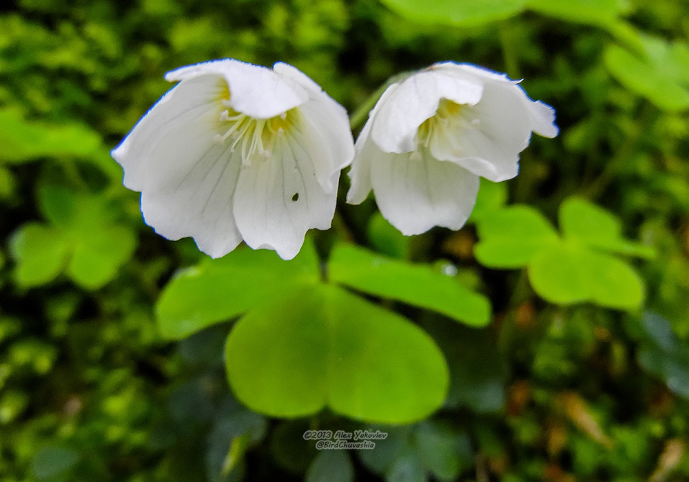 palmate-leaved Oxalis