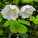 Palmate-leaved Oxalis - Photo (c) Alexander Yakovlev, some rights reserved (CC BY-NC), uploaded by Alexander Yakovlev