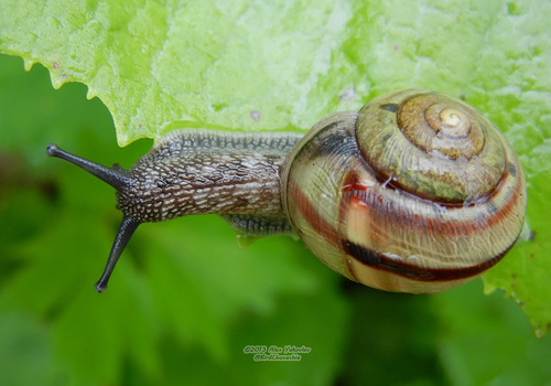 Karaftohelix bocageana