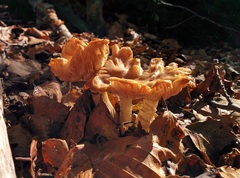 Fungi