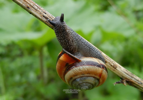 Karaftohelix bocageana