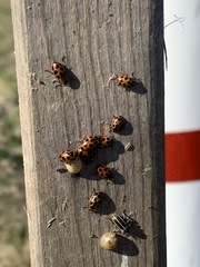 Eudiagogus maryae