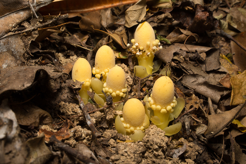 Balanophora fungosa iNat (2)
