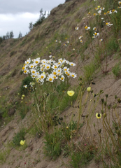 Tripleurospermum hookeri