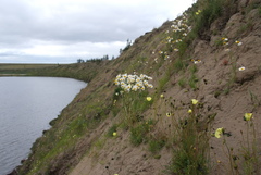 Tripleurospermum hookeri