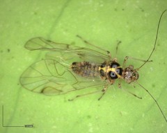 Teliapsocus conterminus