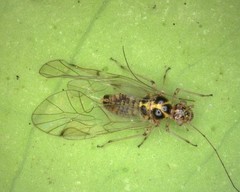 Teliapsocus conterminus