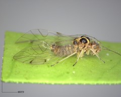 Teliapsocus conterminus