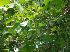 Platanus × hispanica