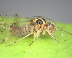 Teliapsocus conterminus