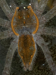 Nilus margaritatus