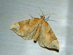 Eulithis propulsata
