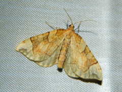 Eulithis propulsata