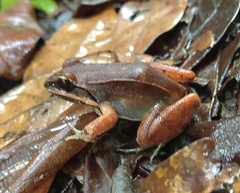 Leptodactylus mystaceus