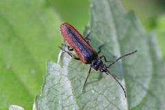 Omalisus fontisbellaquei