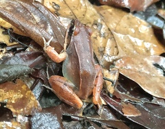 Leptodactylus mystaceus