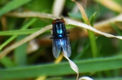 Cochliomyia