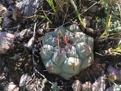 Thelocactus hexaedrophorus hexaedrophorus