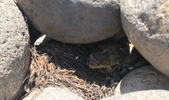 Pleurodema bufoninum