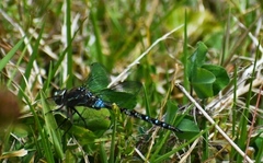 Rhionaeschna marchali