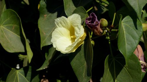 Indian tulip tree