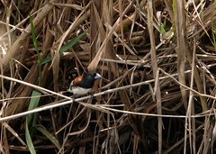 Spermestes bicolor nigriceps