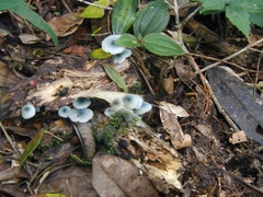 Clitocybula azurea