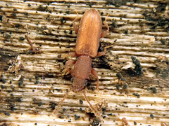 Silvanus bidentatus