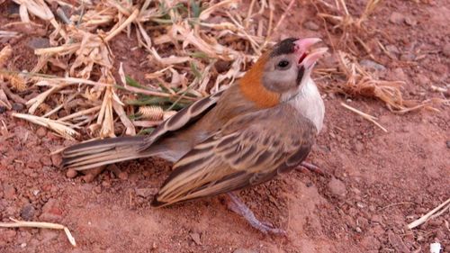 Speckle-fronted Weaver