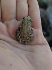 Pristimantis relictus