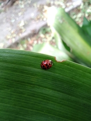 Harmonia axyridis