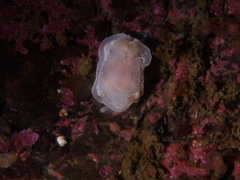 Goniodoris nodosa