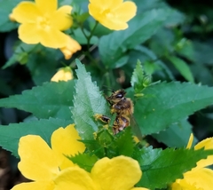 Apis mellifera