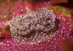 Goniodoris castanea