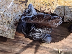 Auricularia mesenterica