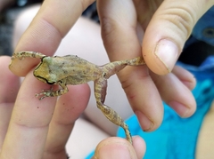 Pristimantis relictus