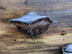 Auricularia mesenterica