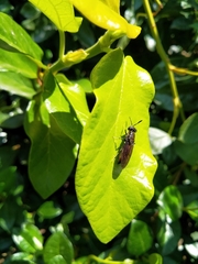 Hermetia illucens