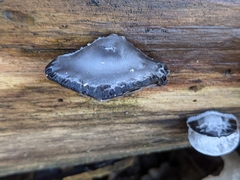 Auricularia mesenterica