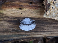 Auricularia mesenterica