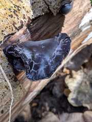 Auricularia mesenterica