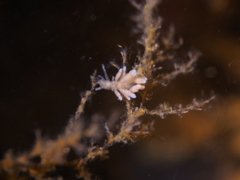 Eubranchus rupium