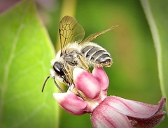 Andrena flavipes