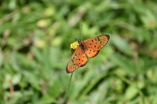 Window Acraea