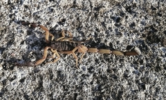 Centruroides margaritatus